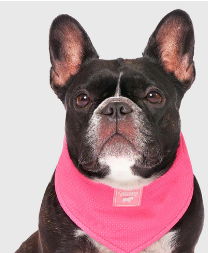 Canada Pooch Cooling Bandana - Small Pink