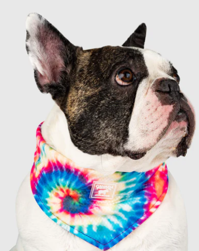 Canada Pooch Cooling Bandana - Small Rainbow