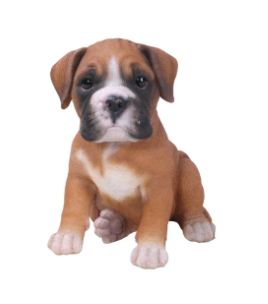 Pet Pals - BOXER PUPPY