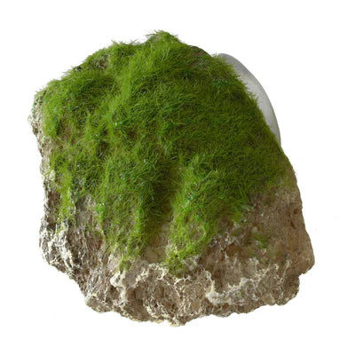 AQUA DELLA ORNAMENT - MOSS STONE WITH SUCTION CUP